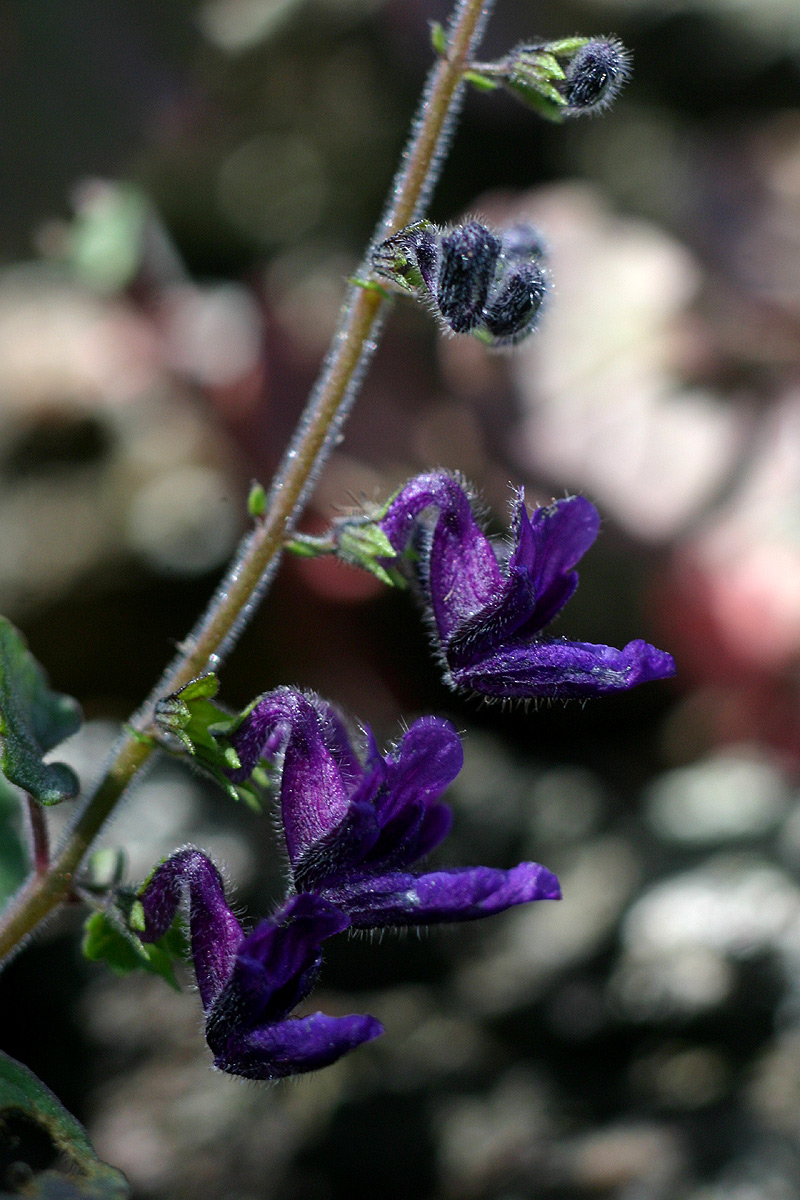 Equilabium selukwense