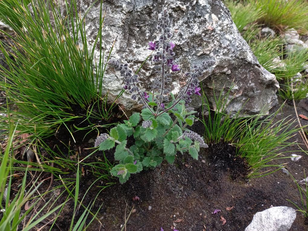 Equilabium selukwense Equilabium selukwense