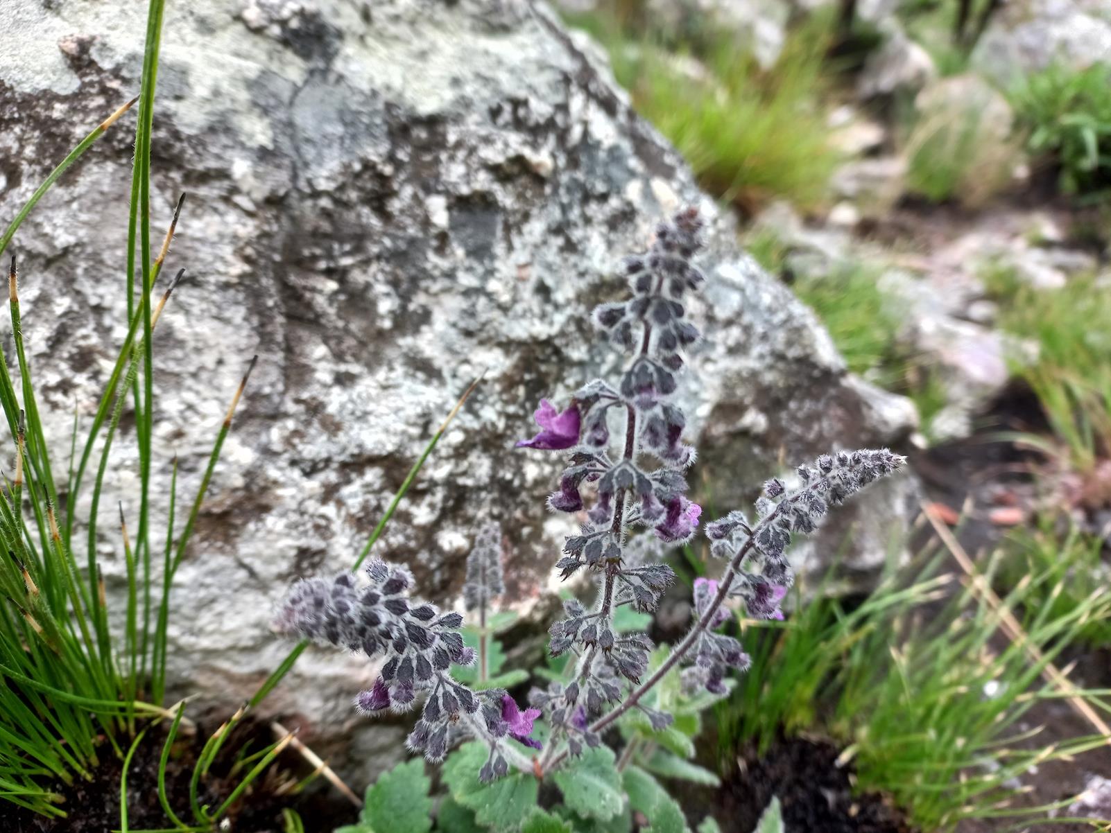 Equilabium selukwense Equilabium selukwense