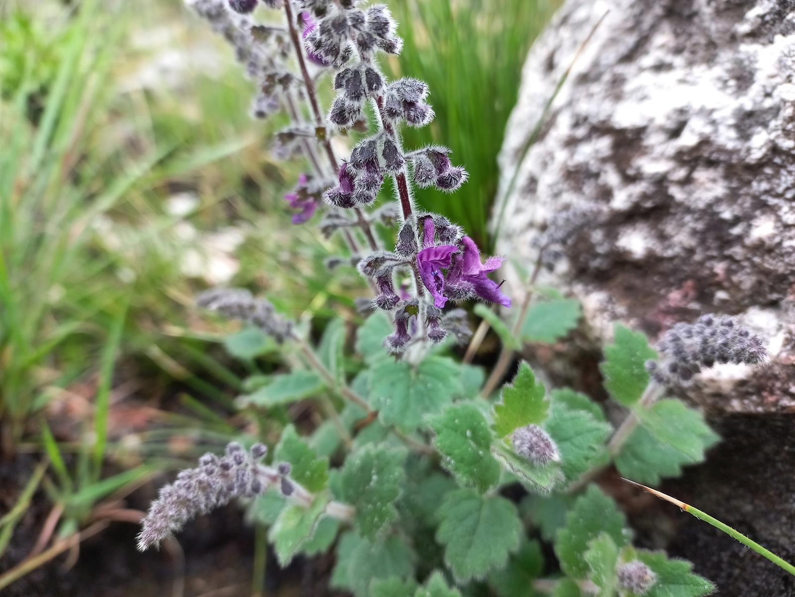 Equilabium selukwense