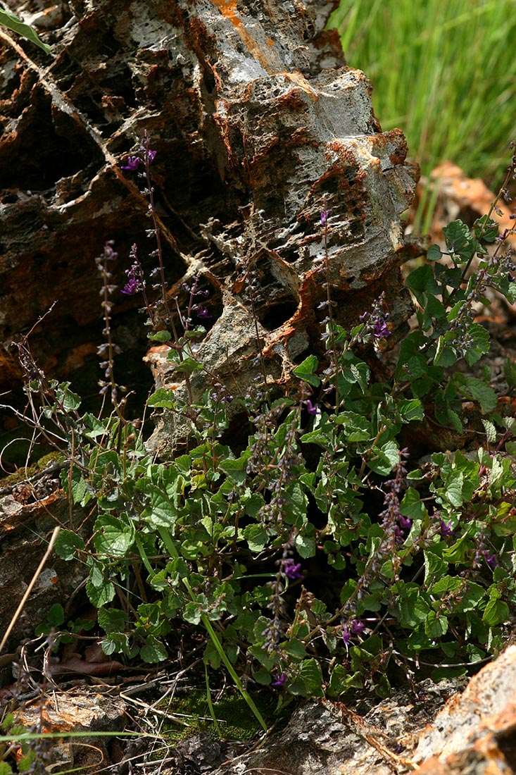 Equilabium selukwense