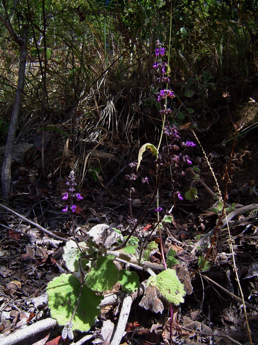 Equilabium selukwense