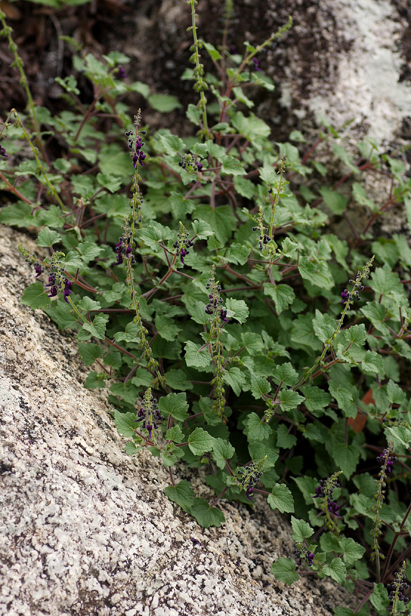 Equilabium selukwense