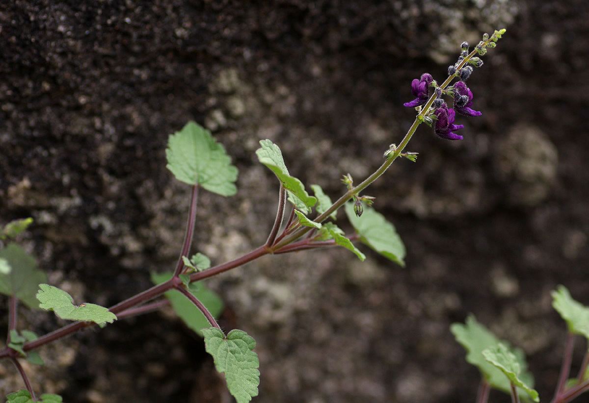 Equilabium selukwense