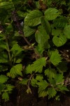 Coleus sigmoideus