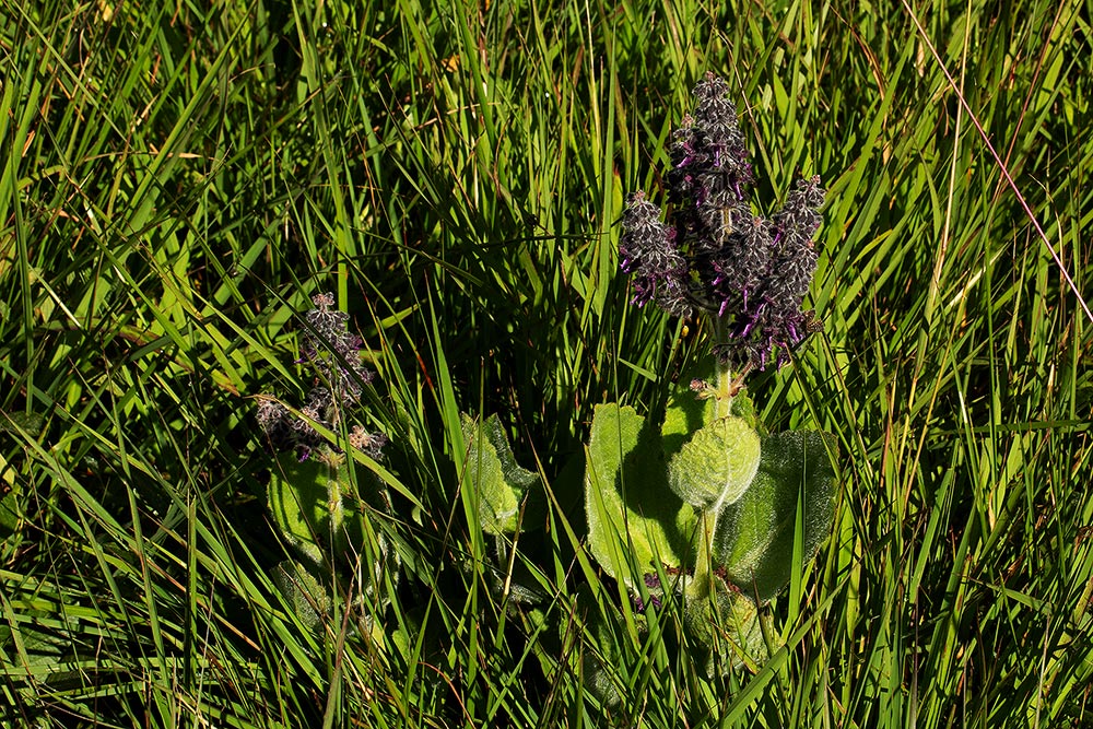 Equilabium viphyense subsp. zebrarum