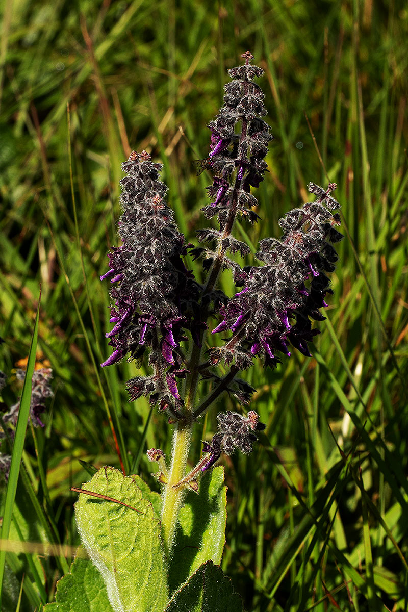 Equilabium viphyense subsp. zebrarum