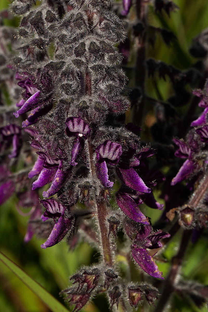 Equilabium viphyense subsp. zebrarum Equilabium viphyense subsp. zebrarum