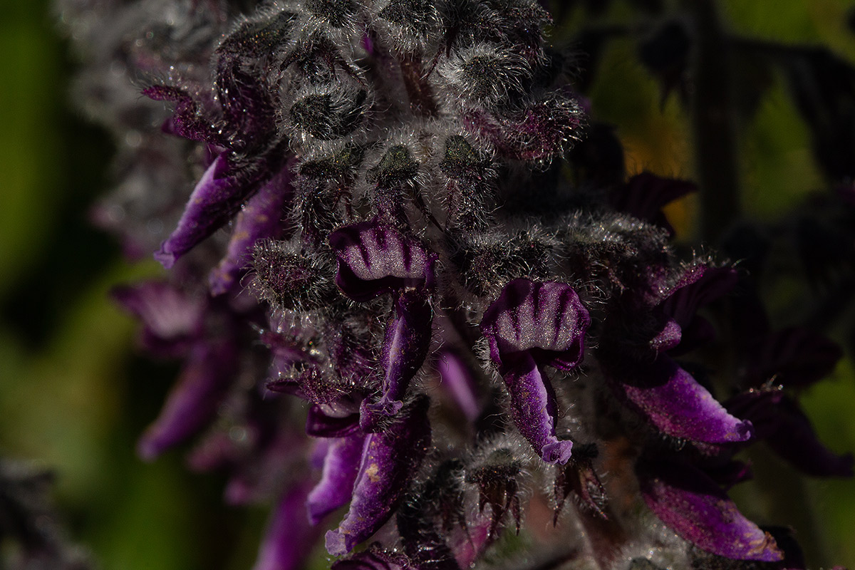 Equilabium viphyense subsp. zebrarum Equilabium viphyense subsp. zebrarum