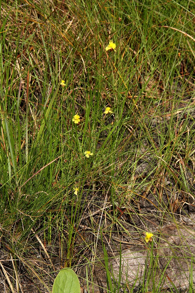 Xyris erubescens Xyris erubescens