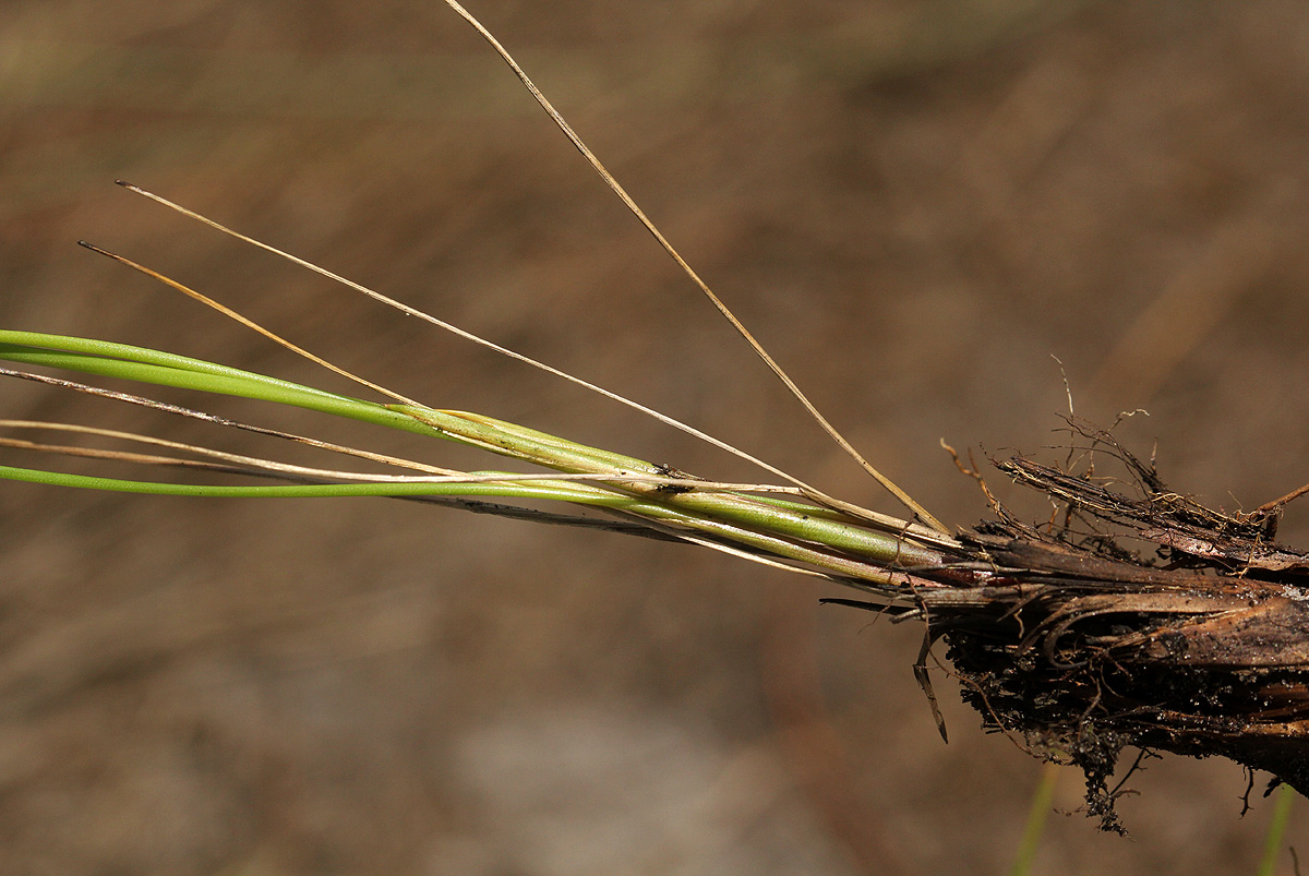 Xyris erubescens Xyris erubescens