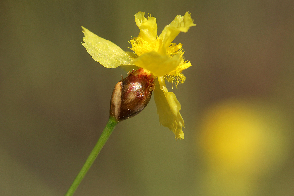 Xyris erubescens Xyris erubescens