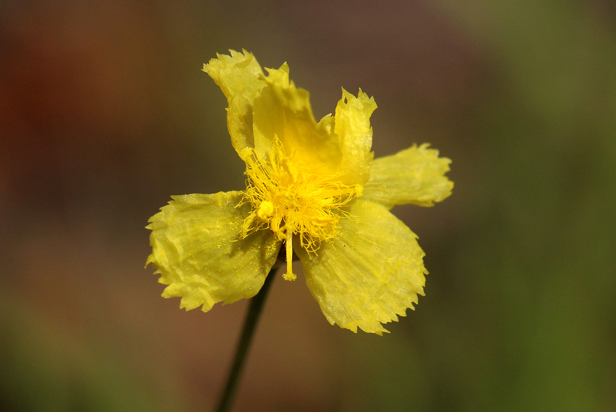 Xyris erubescens Xyris erubescens