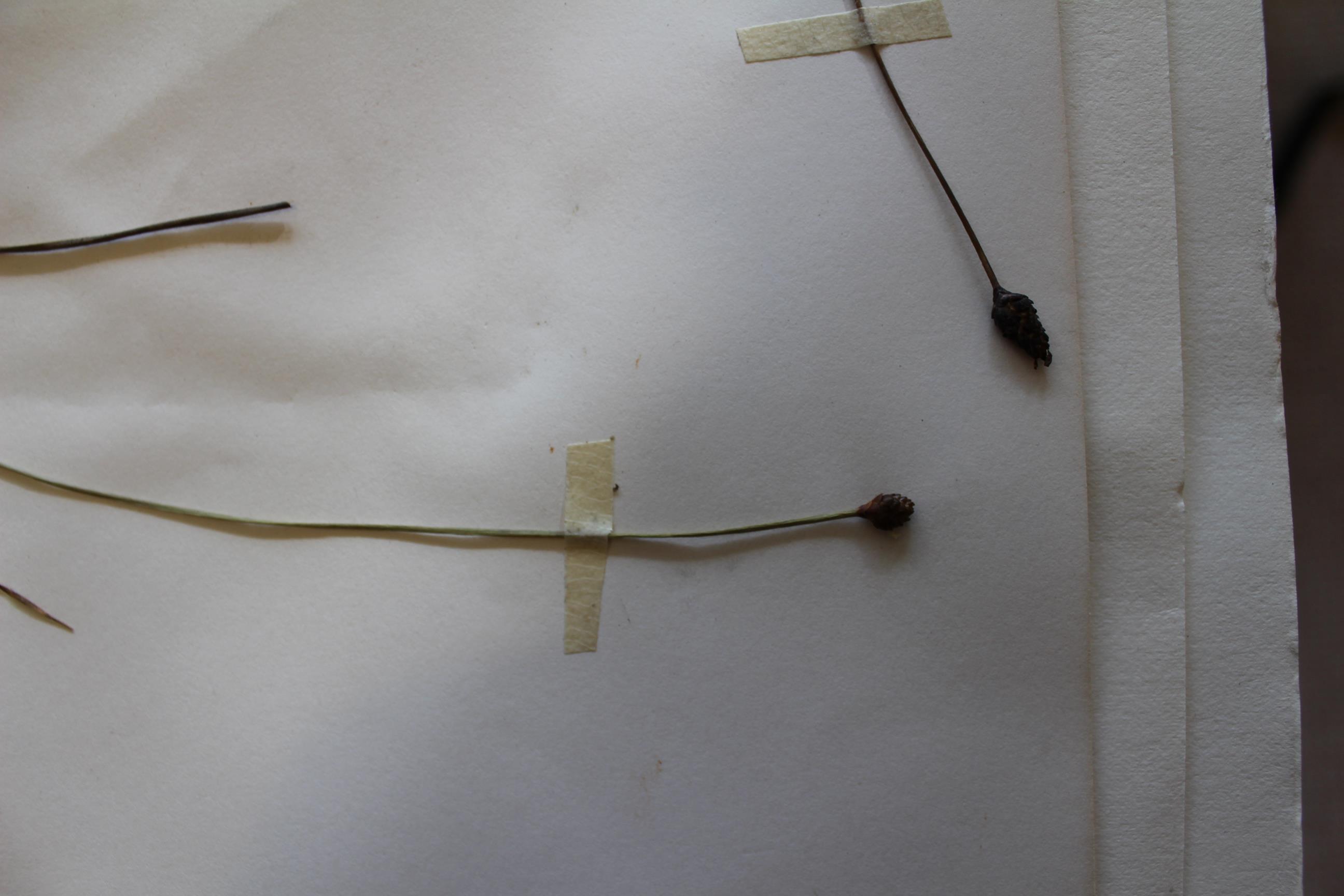 Xyris anceps var. anceps