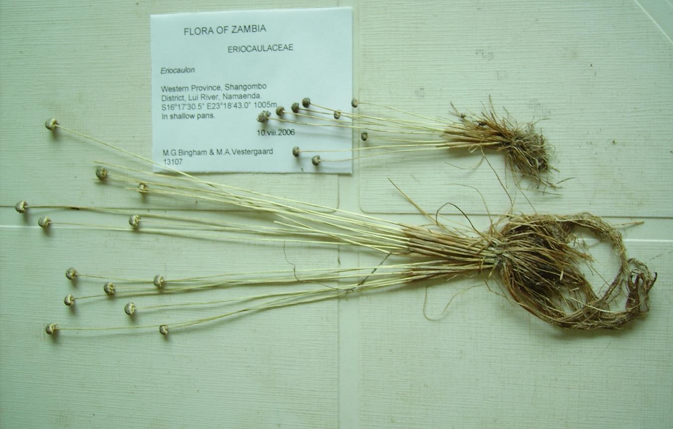 Eriocaulon stenophyllum Eriocaulon stenophyllum