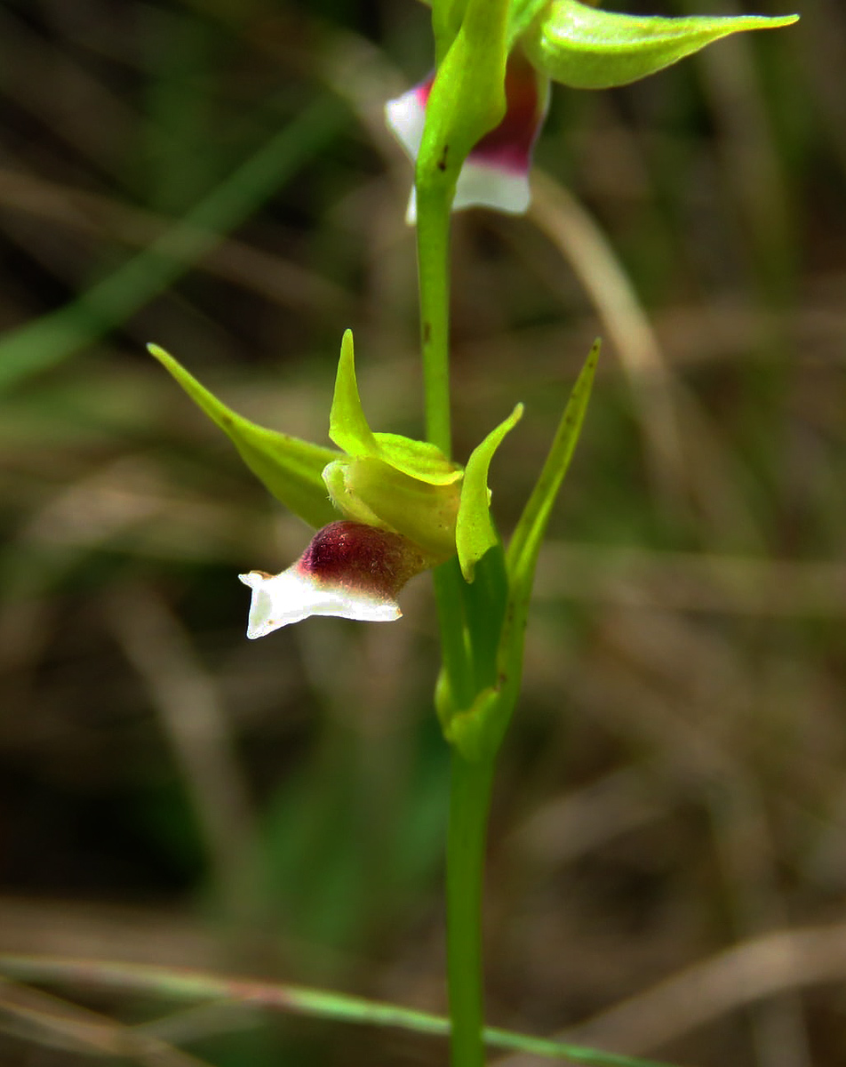 Neobolusia stolzii var. stolzii