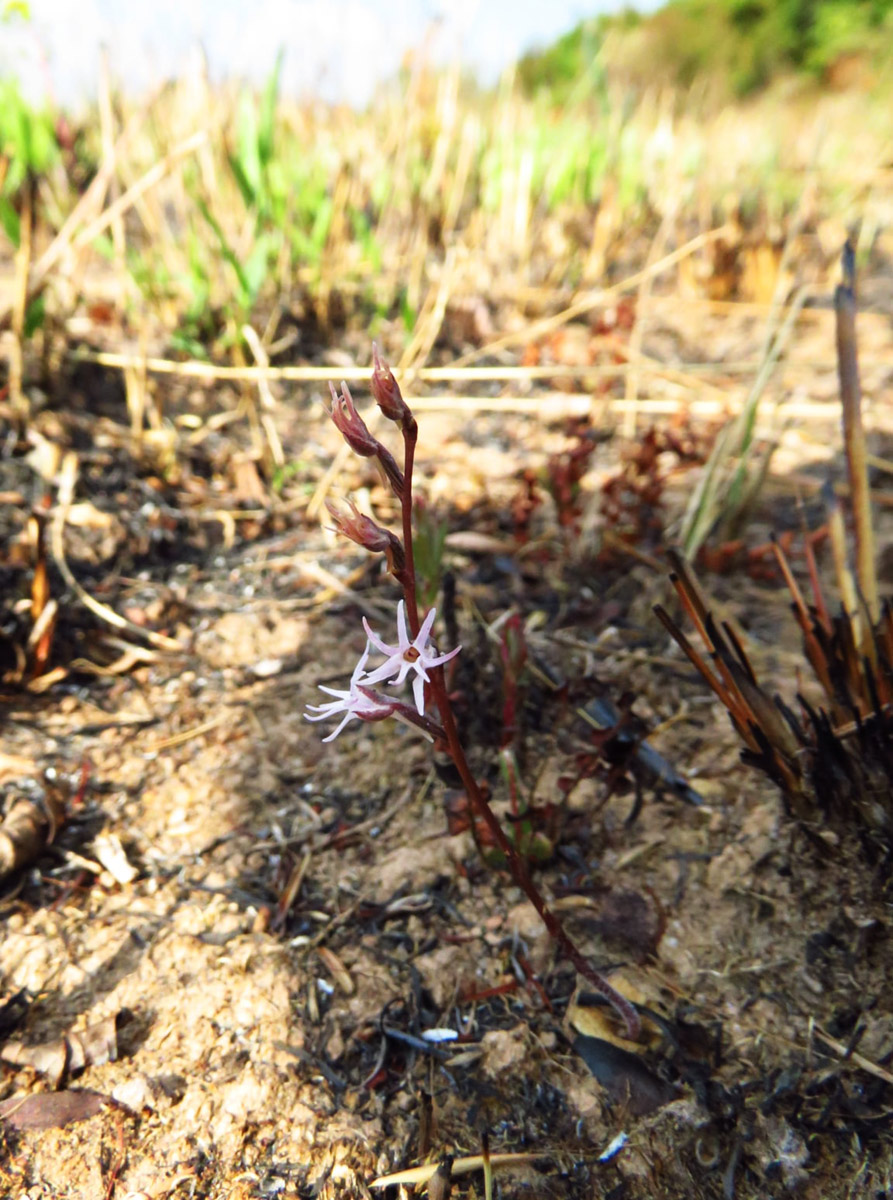 Holothrix tridactylites