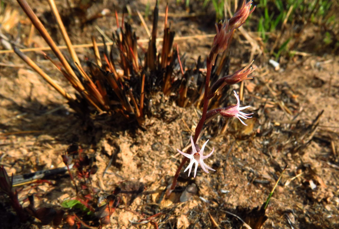 Holothrix tridactylites