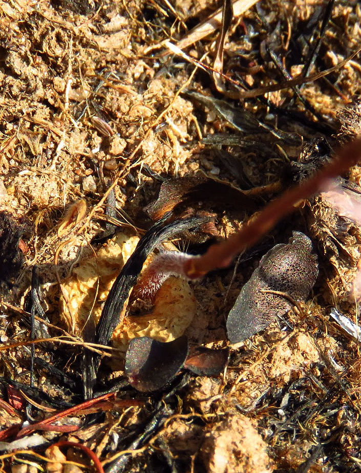 Holothrix tridactylites