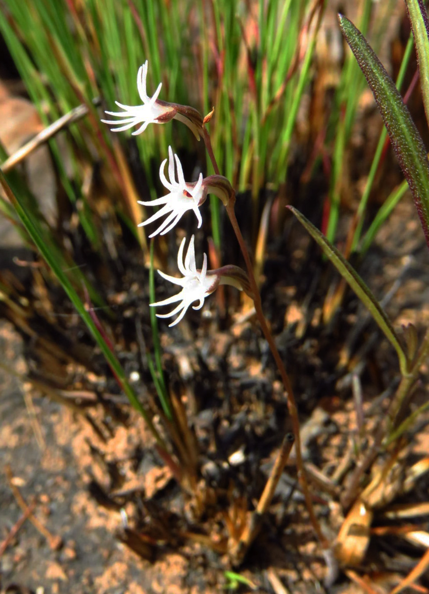 Holothrix tridactylites Holothrix tridactylites