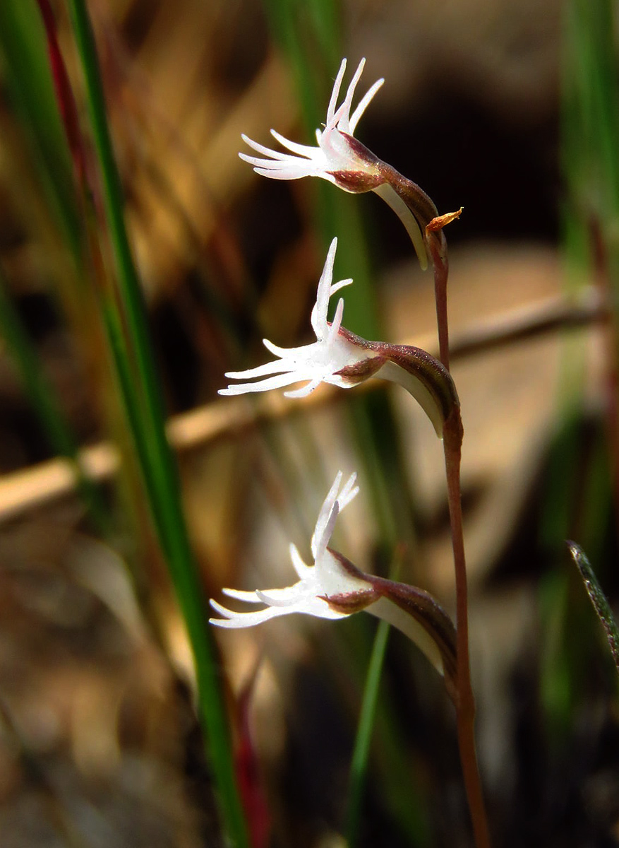 Holothrix tridactylites Holothrix tridactylites