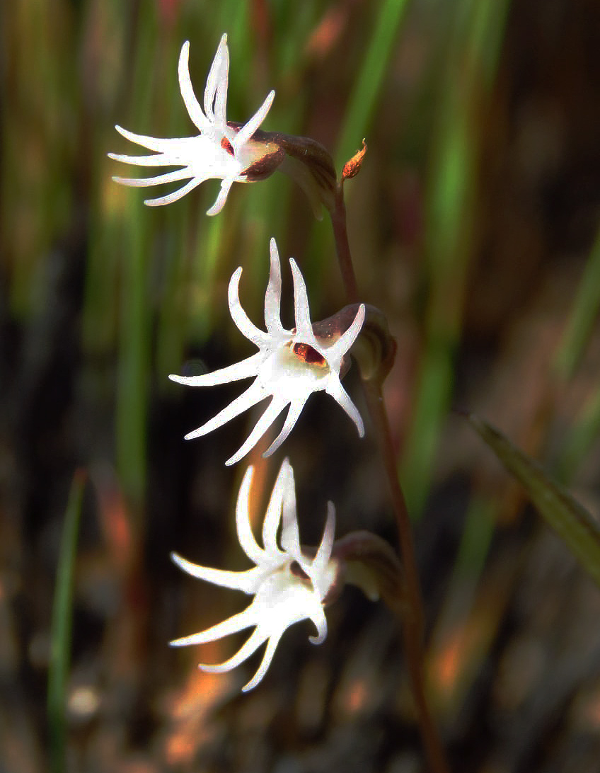 Holothrix tridactylites