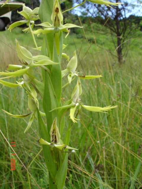 Centrostigma clavatum