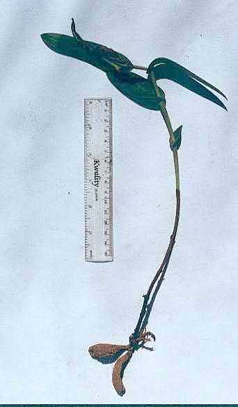 Habenaria binghamii