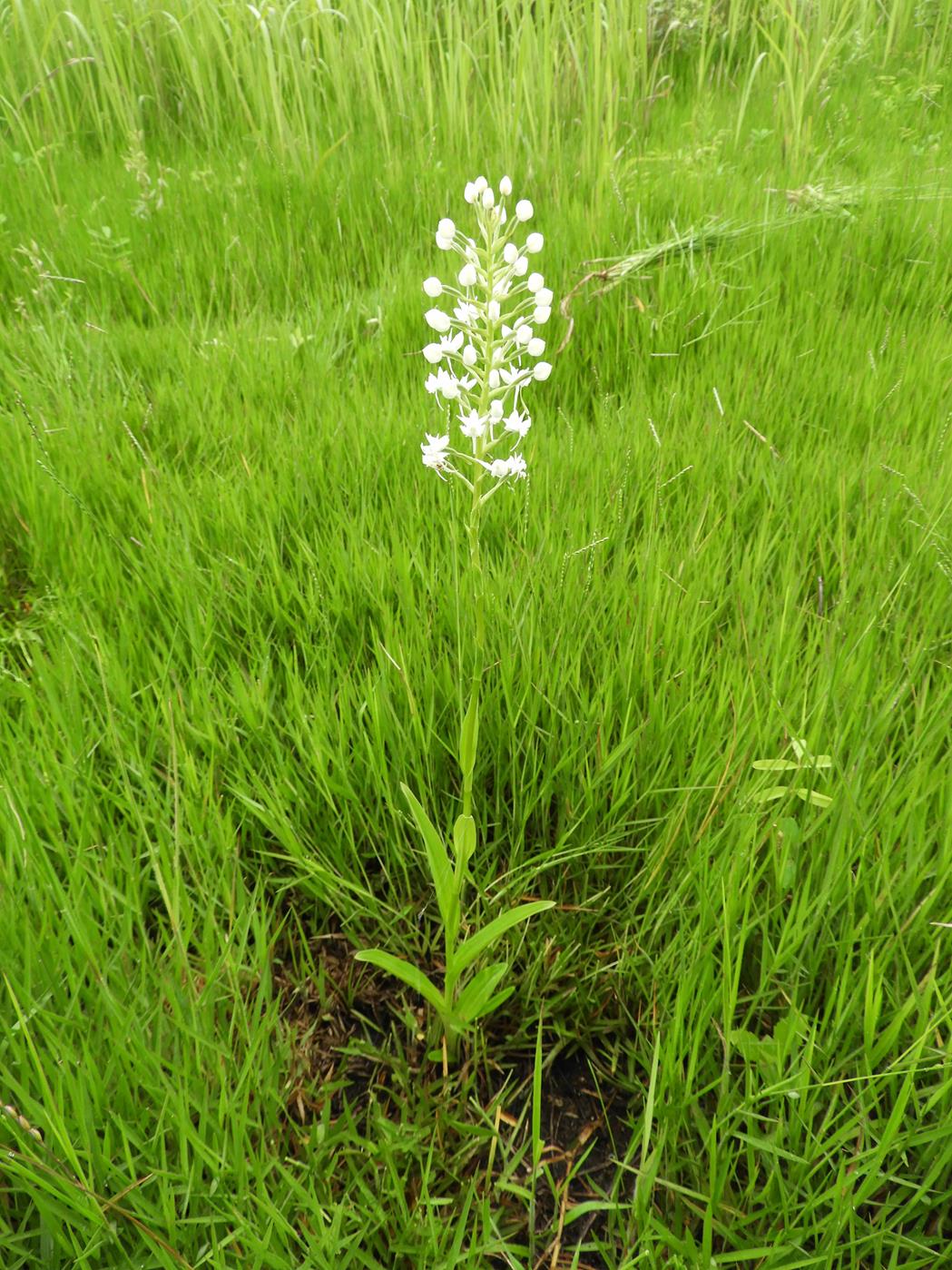 Habenaria kilimanjari