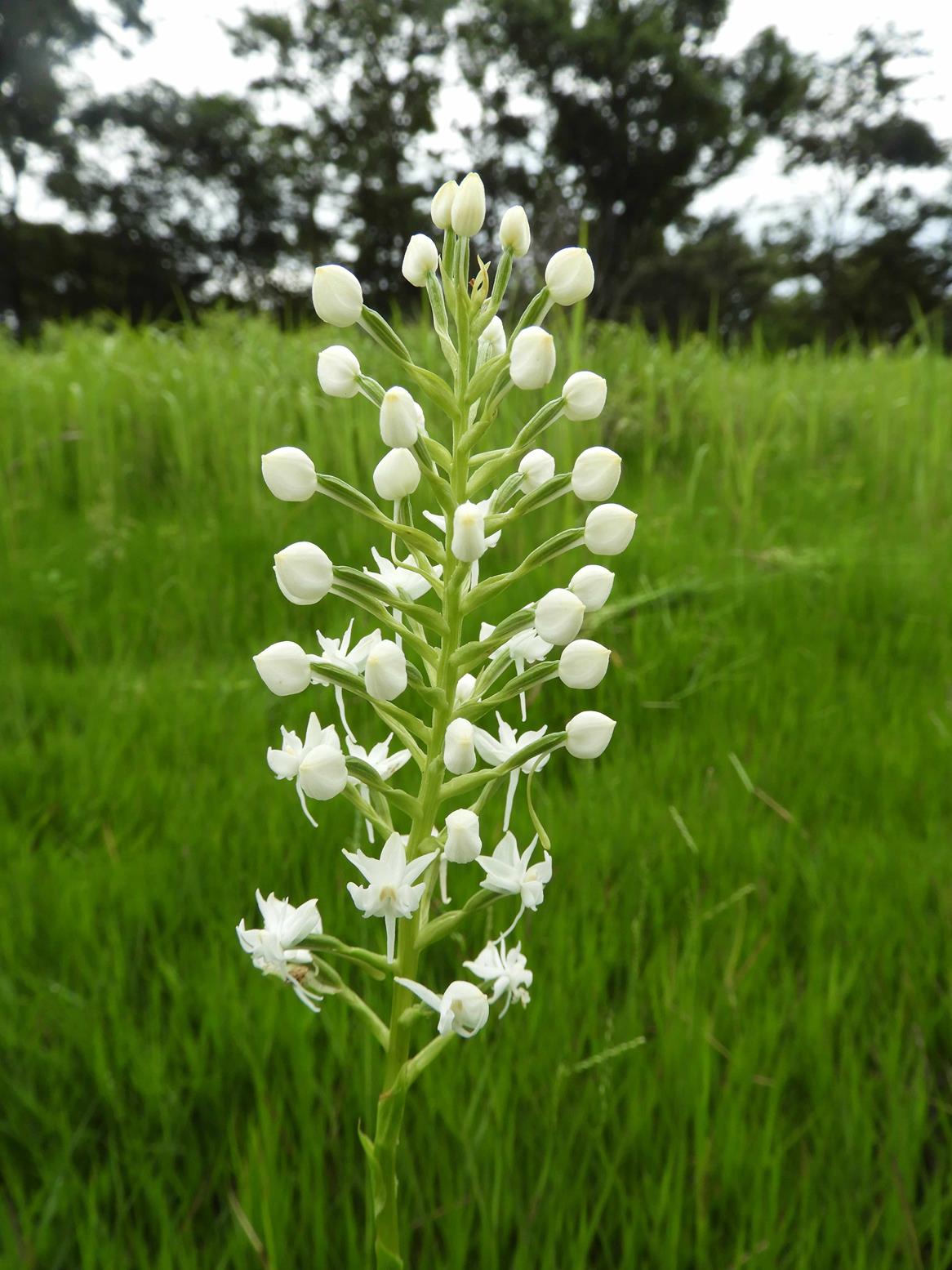 Habenaria kilimanjari