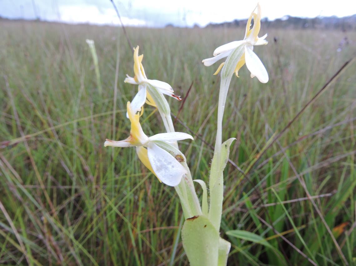 Habenaria macroplectron