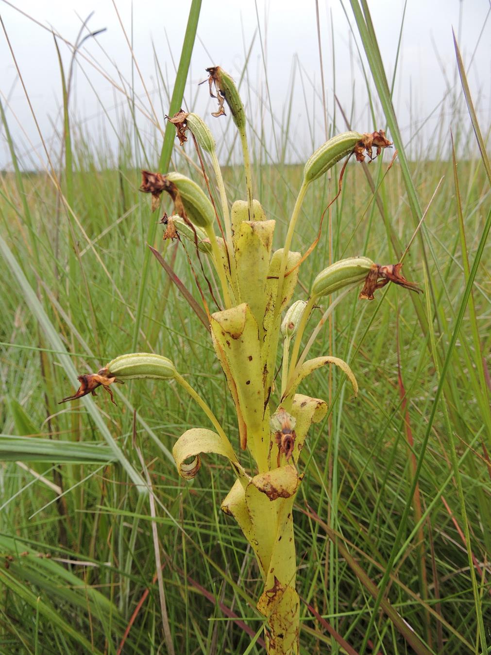 Habenaria macroplectron