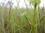 Habenaria macrotidion