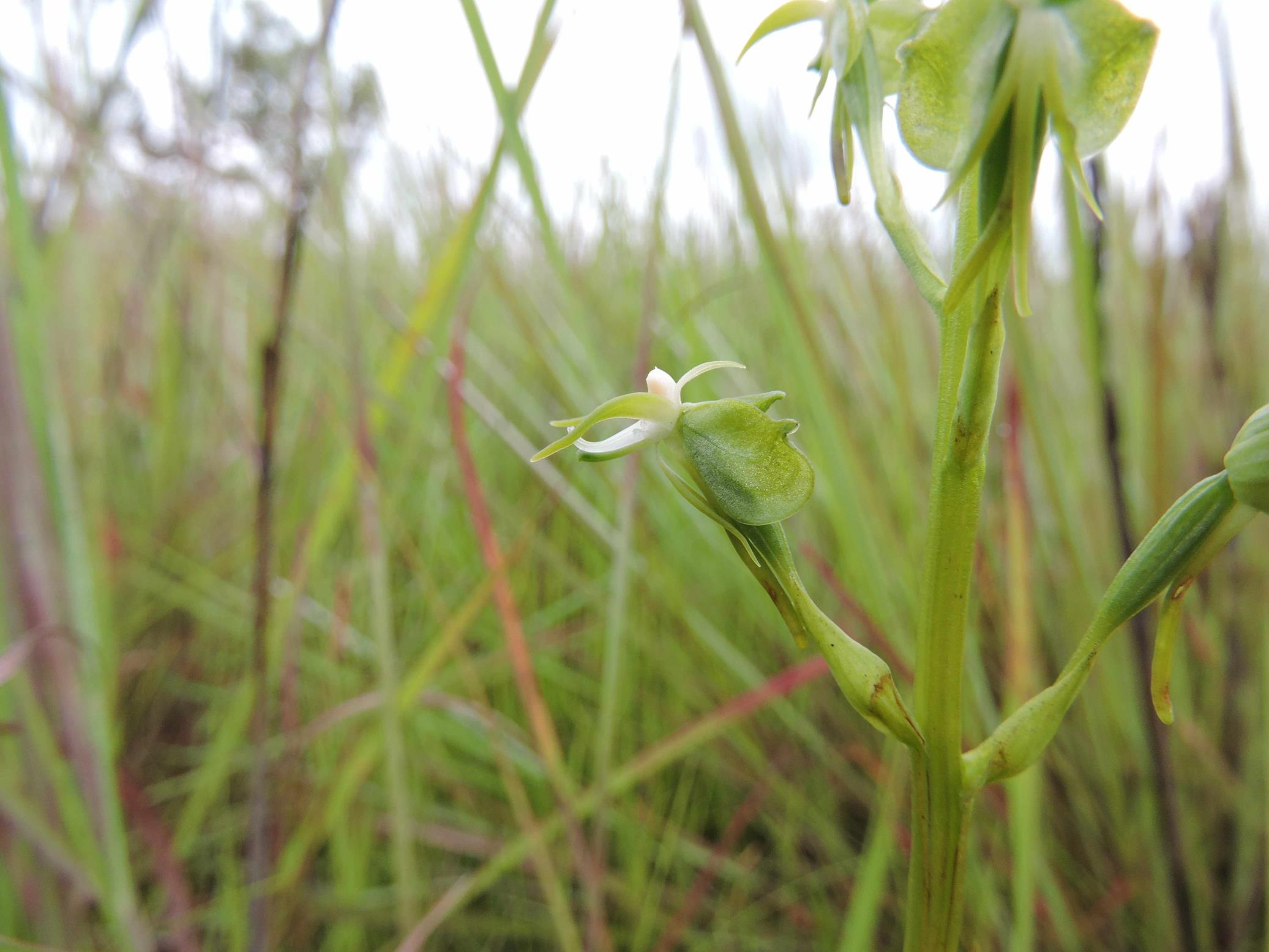 Habenaria macrotidion