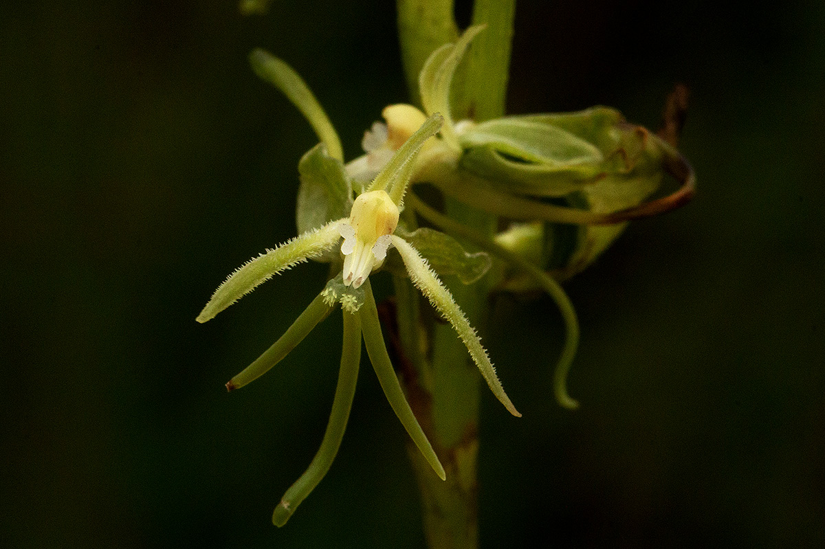 Habenaria petraea