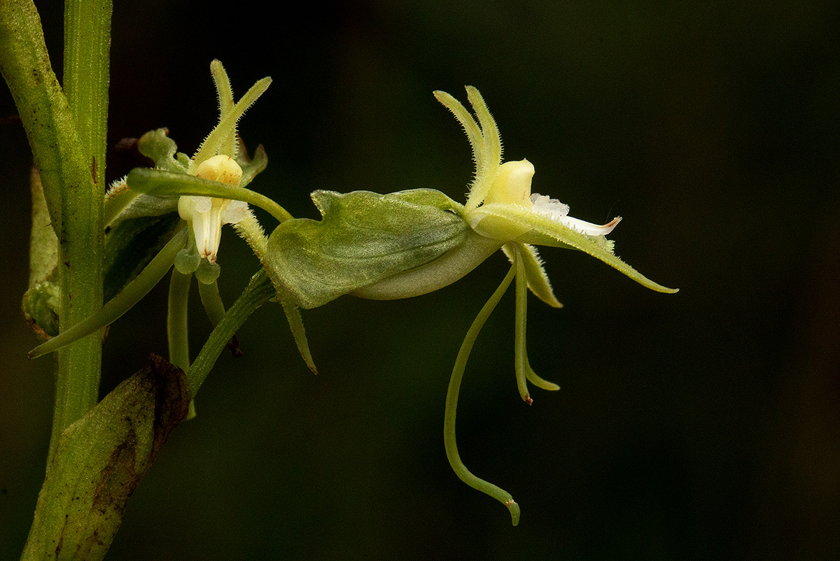 Habenaria petraea