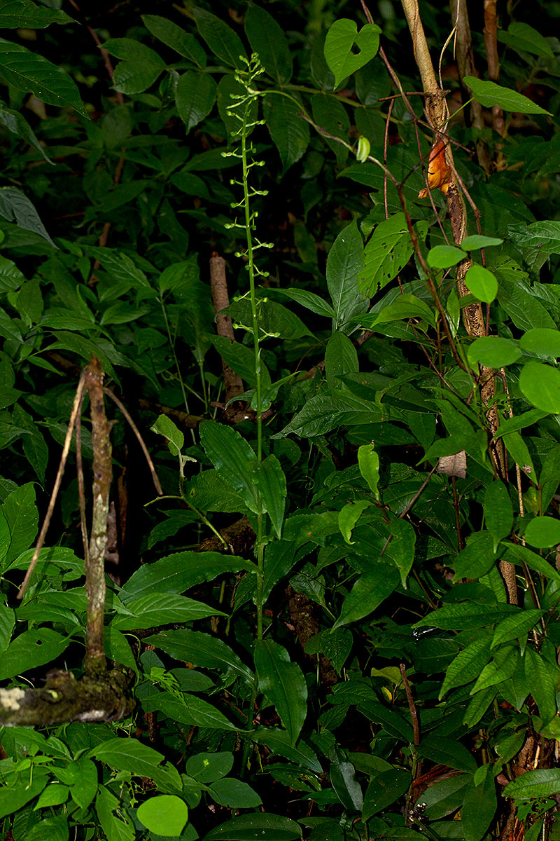 Habenaria pubidens