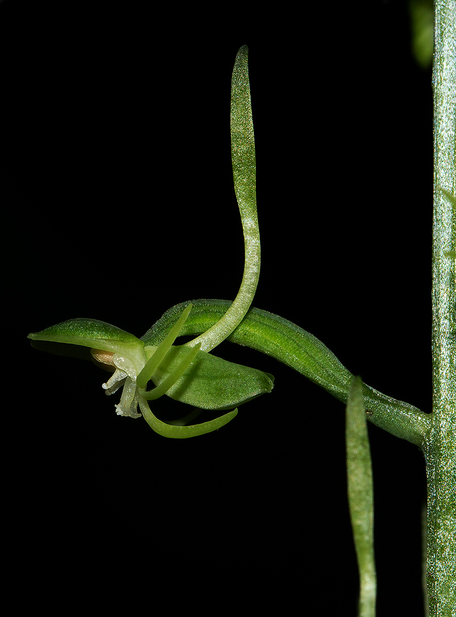 Habenaria pubidens
