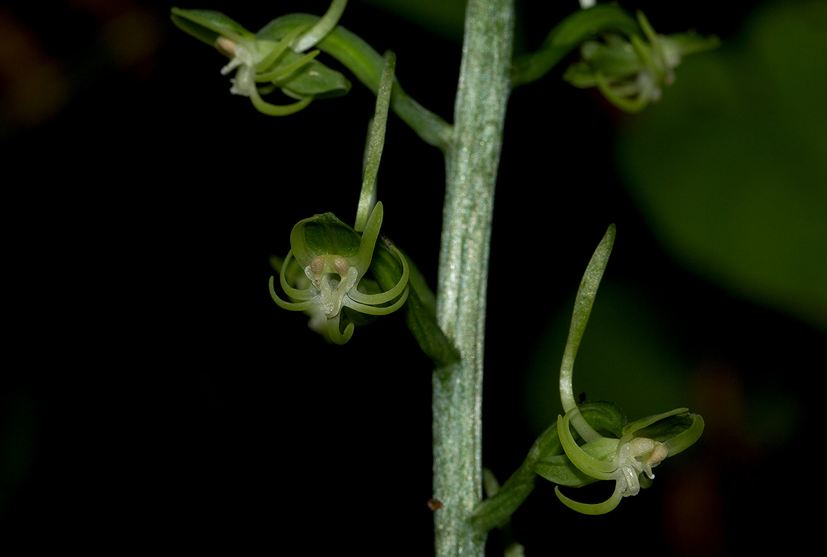 Habenaria pubidens