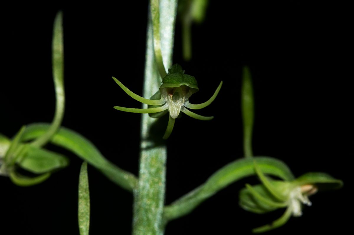 Habenaria pubidens