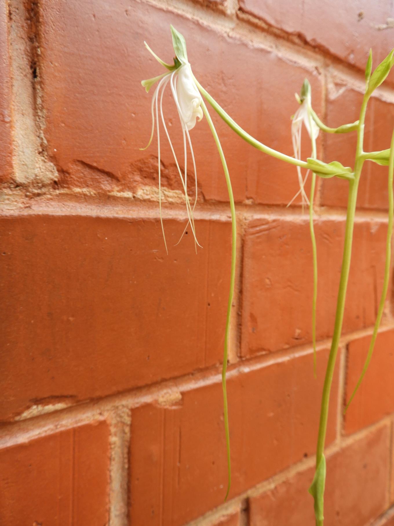 Habenaria rhopalostigma Habenaria rhopalostigma