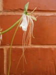 Habenaria rhopalostigma