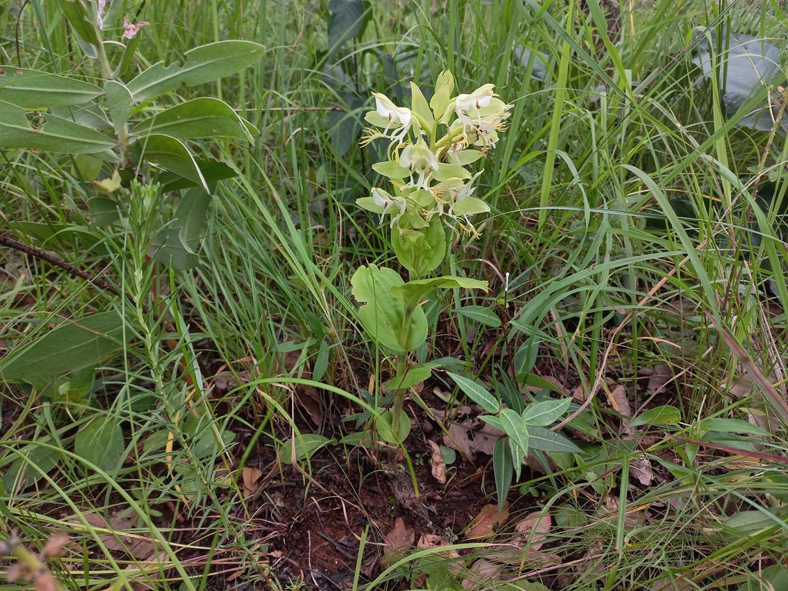 Habenaria splendens
