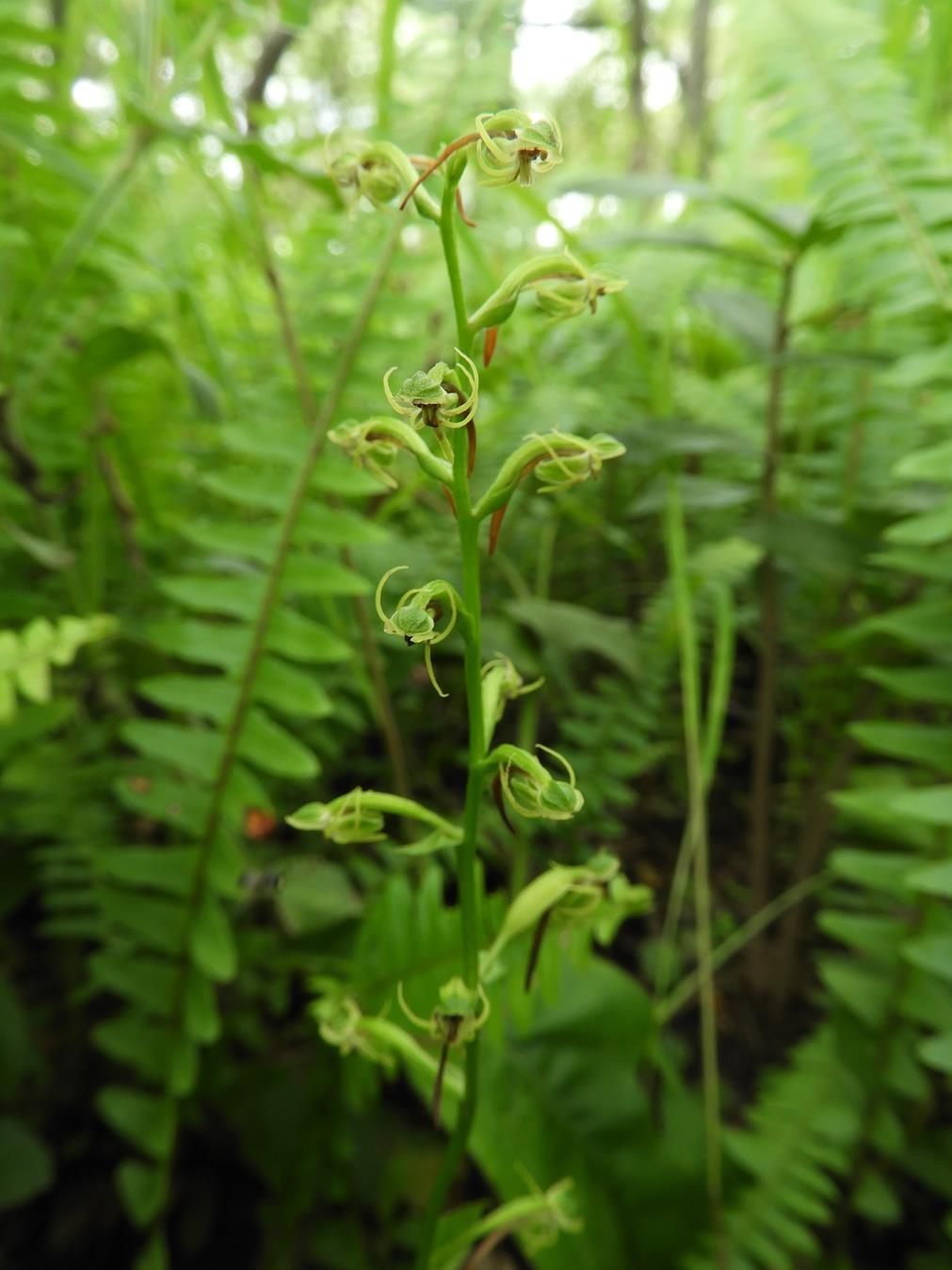 Habenaria supplicans