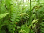 Habenaria supplicans
