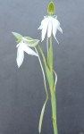 Habenaria walleri