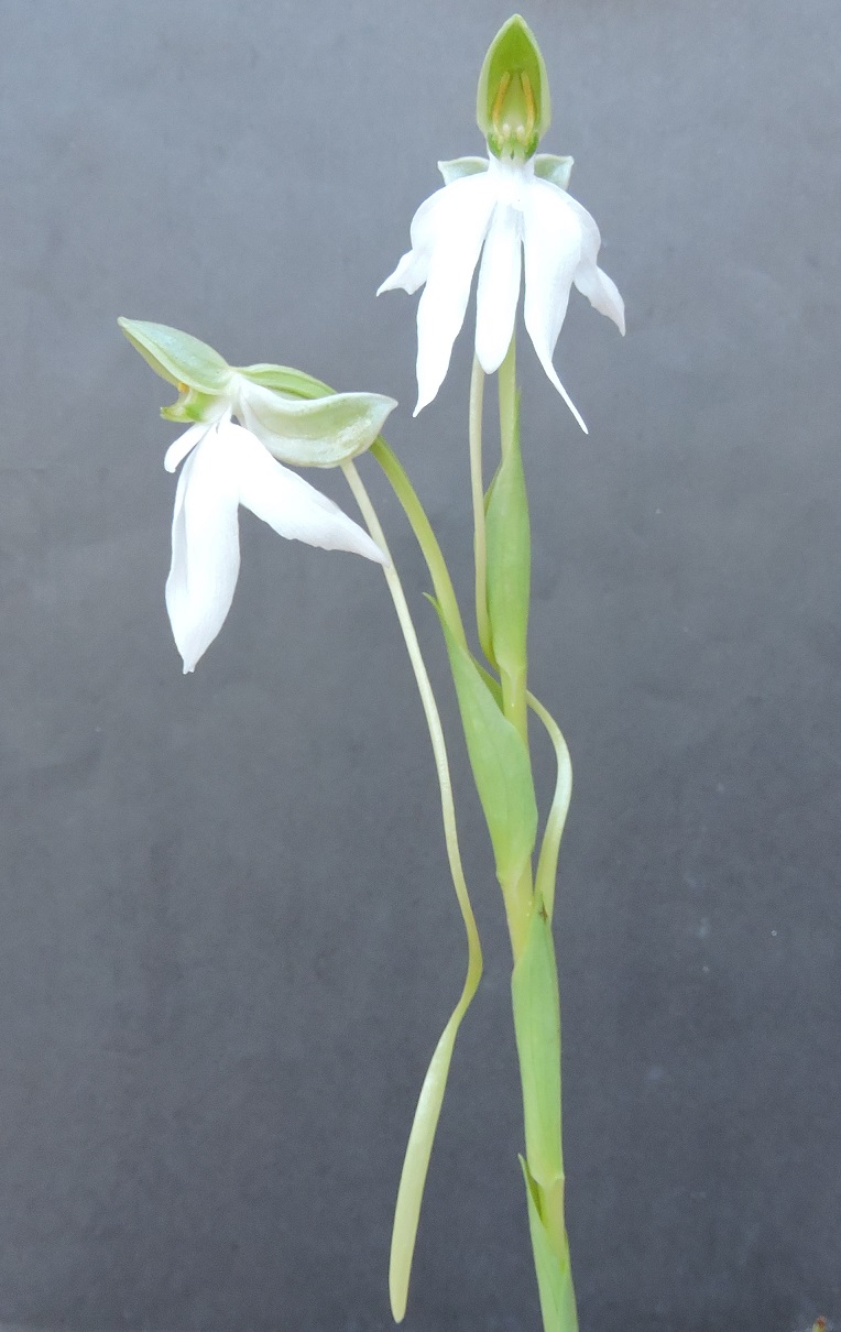 Habenaria walleri