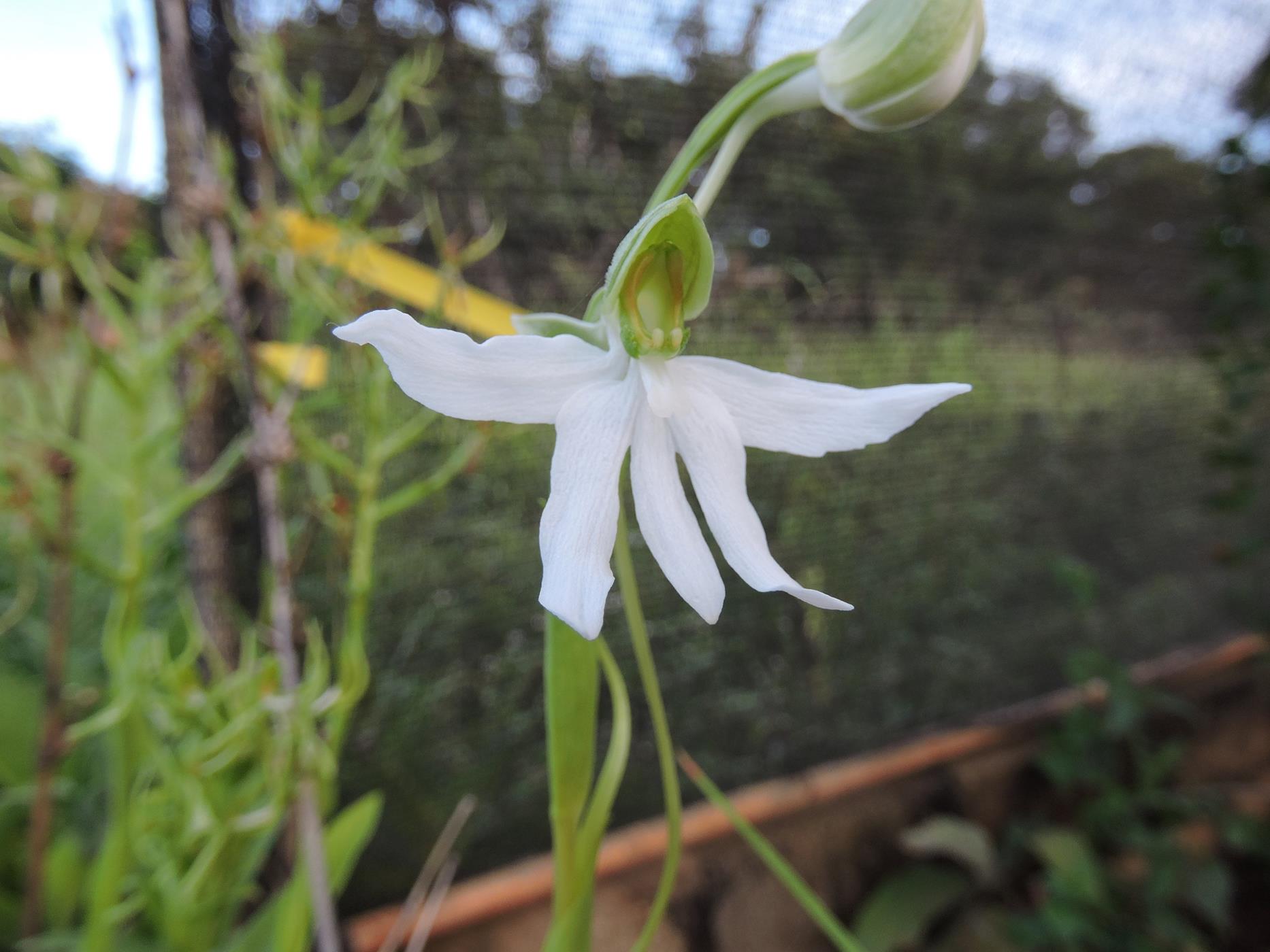 Habenaria walleri Habenaria walleri