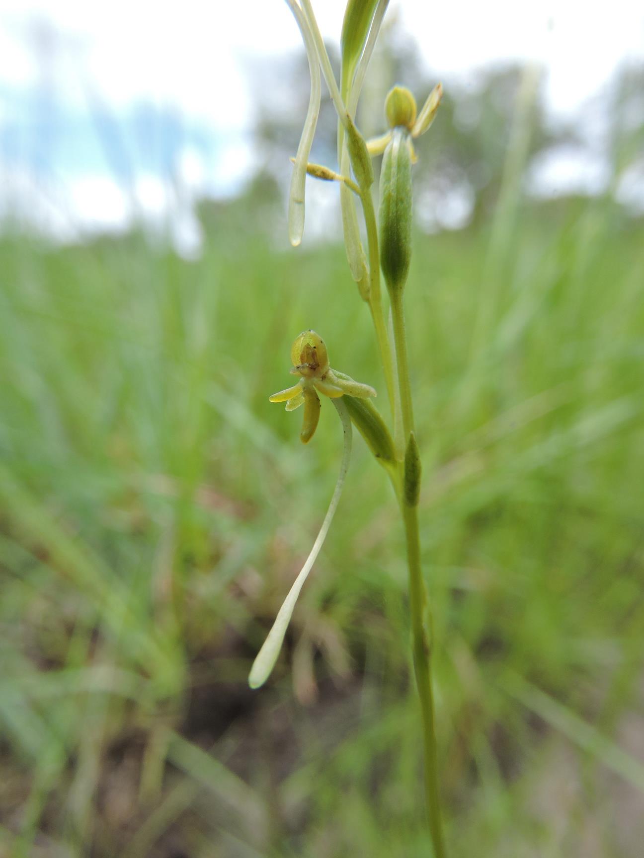 Platycoryne isoetifolia