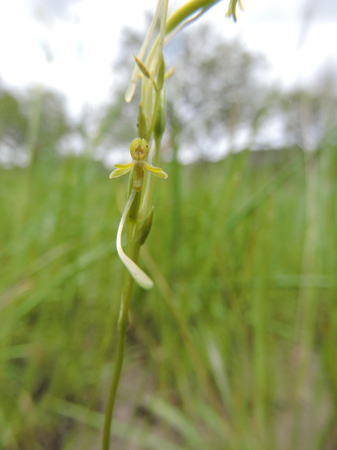 Platycoryne isoetifolia
